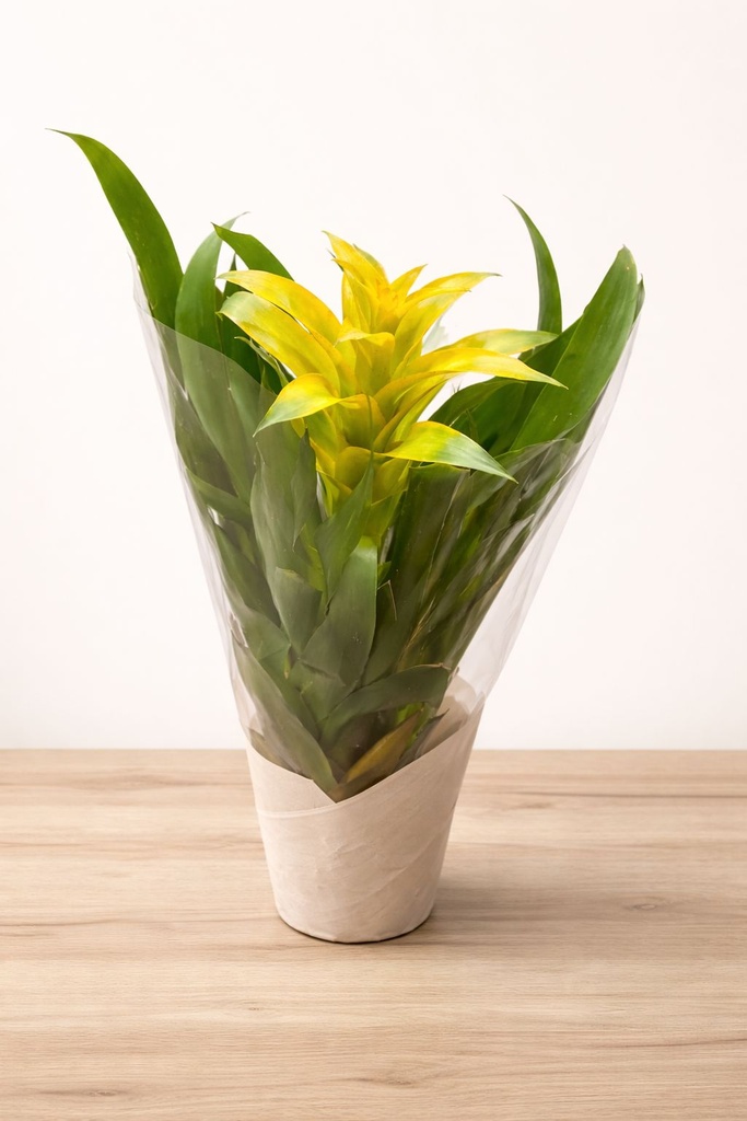 Bromeliad